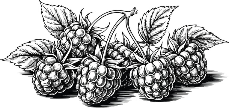 Blackberry illustration, blackberries with leaves, fruit icons, monochrome vector graphics