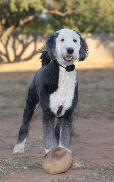 Sheepadoodle dog waiting with an old ball to play