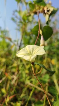 Ipomoea obscura blooming naturally with delicate pale yellow flowers, showcasing the beauty of a tropical climbing vine.