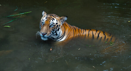 Royal Bengal Tiger Wading in Water, Close-Up Portrait © Manu