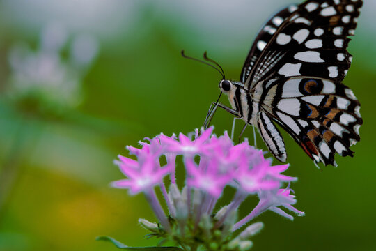 Lime Butterfly Feeding on Pink Pentas Flowers, Macro Nature Photo