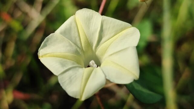 Ipomoea obscura blooming naturally with delicate pale yellow flowers, showcasing the beauty of a tropical climbing vine.