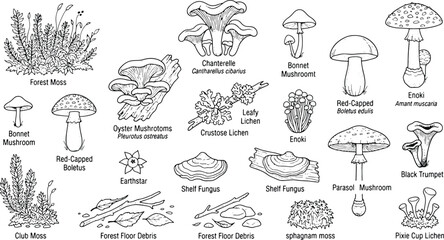 Collection of wild mushroom species hand drawn sketch illustration with mushroom botanical mycology illustration collection woodland poisonous vegetation research ingredient © Kanon Islam