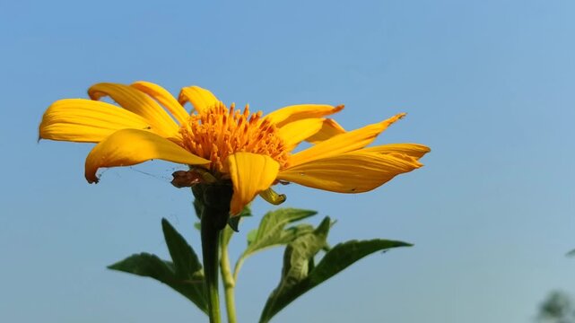 Tithonia diversifolia blooming with bright yellow flowers, showcasing the beauty of a tropical wild flowering plant in natural surroundings.