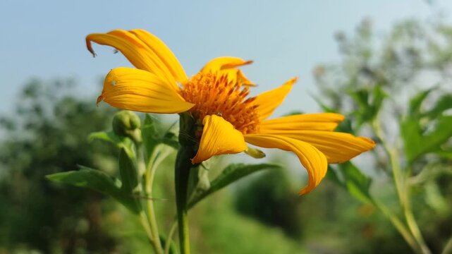 Tithonia diversifolia blooming with bright yellow flowers, showcasing the beauty of a tropical wild flowering plant in natural surroundings.