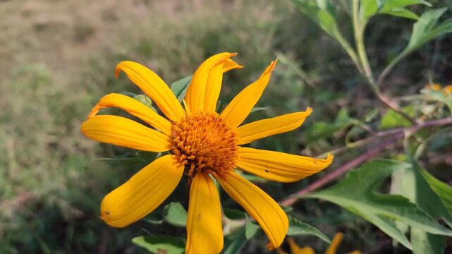 Tithonia diversifolia blooming with bright yellow flowers, showcasing the beauty of a tropical wild flowering plant in natural surroundings.