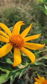 Tithonia diversifolia blooming with bright yellow flowers, showcasing the beauty of a tropical wild flowering plant in natural surroundings.