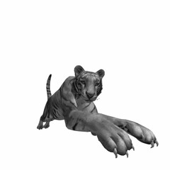 Realistic tiger jumping toward viewer isolated on white background. High-quality 3D vector illustration. © Iron mystogan 
