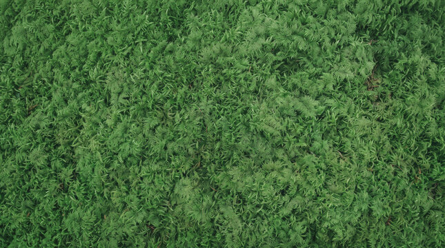 Thick Emerald Green Fern Moss Carpet Covering The Forest Ground Surface, Natural Texture For Botanical Background Design