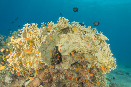 Coral reef and water plants in the Red Sea, Eilat, Israel
