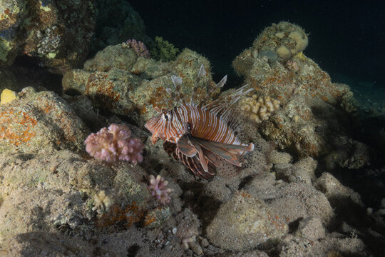 Coral reef and water plants in the Red Sea, Eilat, Israel
