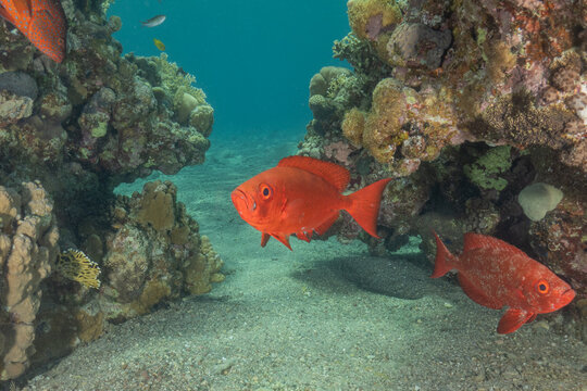 Fish swimming in the Red Sea, colorful fish, Eilat, Israel
