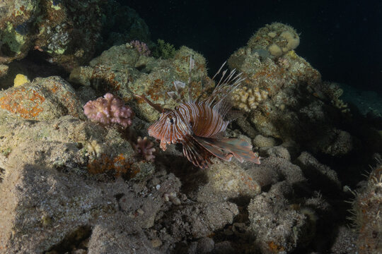 Lionfish (Pterois miles) in the Red Sea, colorful fish, Eilat, Israel
