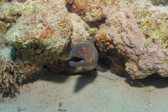 Moray eel Mooray lycodontis undulatus in the Red Sea, Eilat Israel
