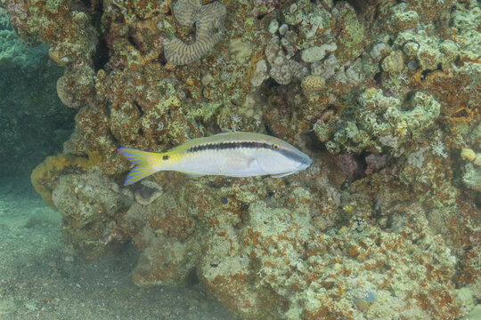 Fish swimming in the Red Sea, colorful fish, Eilat, Israel
