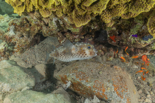 Fish swimming in the Red Sea, colorful fish, Eilat, Israel
