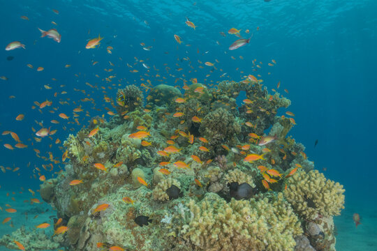 Coral reef and water plants in the Red Sea, Eilat, Israel

