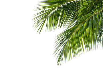 Green Palm Leaves Corner Border Isolated on White Background © Buffstock