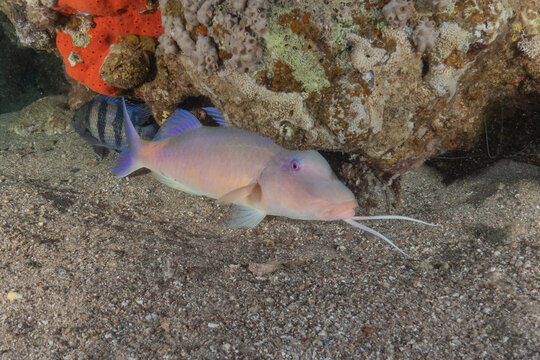 Fish swimming in the Red Sea, colorful fish, Eilat, Israel
