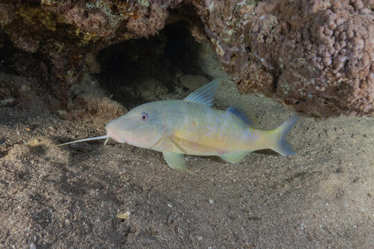Fish swimming in the Red Sea, colorful fish, Eilat, Israel
