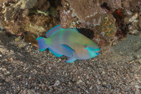 Fish swimming in the Red Sea, colorful fish, Eilat, Israel
