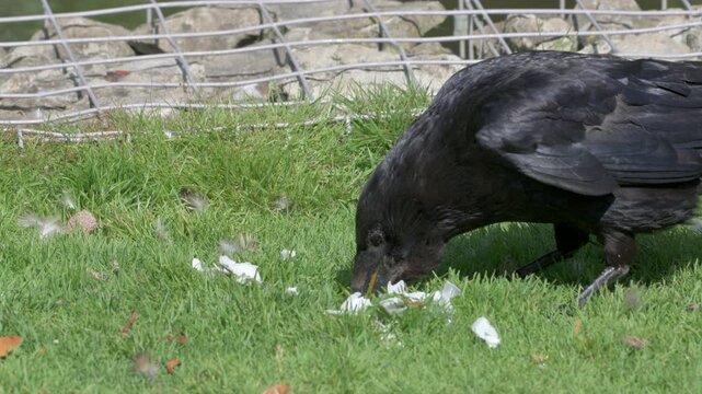 Carrion Crow (Corvus corone) eating and egg on the lawn in a park. July, Kent, UK [Slow motion x5]