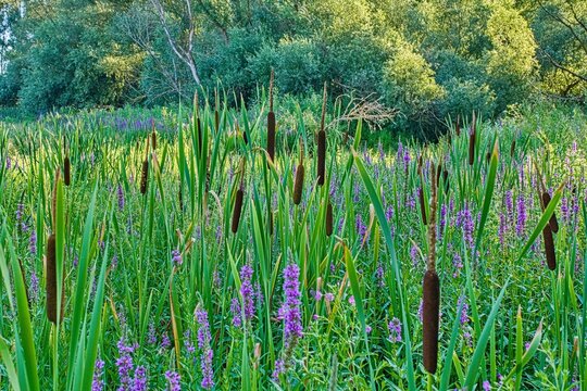 Close up of broadleaf cattail and blooming purple loosestrife plants on a wetland lake shore.