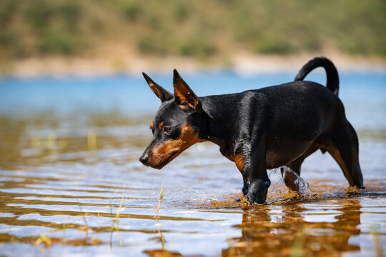 Mini Pinscher Playing and Cooling Down in a River During a Record European Heatwave