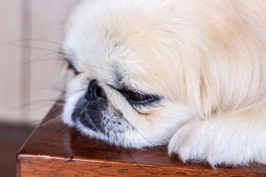 laying  down pekingese dog