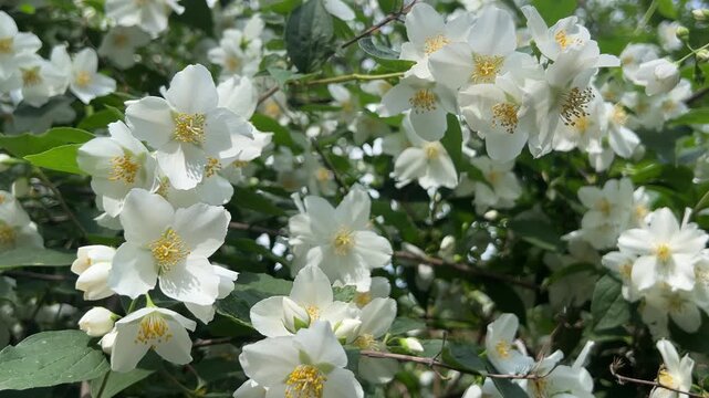 White jasmine flowers in a summer park