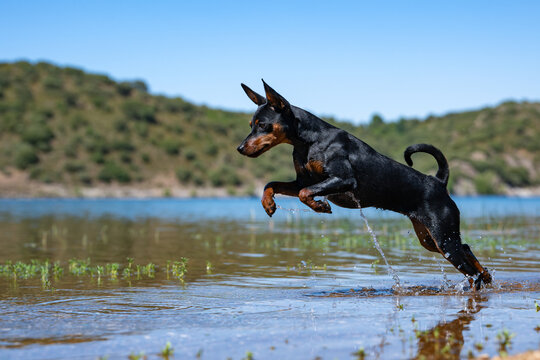 Mini Pinscher Playing and Cooling Down in a River During a Record European Heatwave