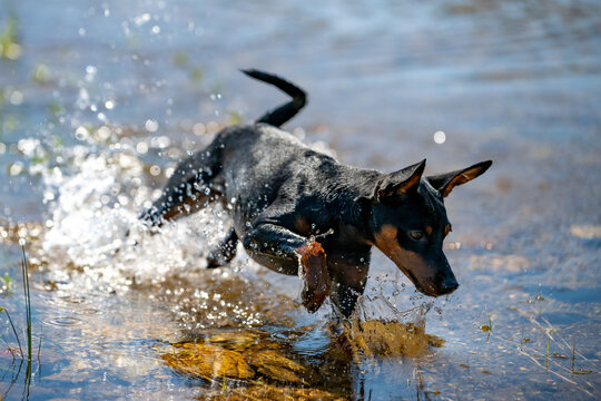 Mini Pinscher Playing and Cooling Down in a River During a Record European Heatwave
