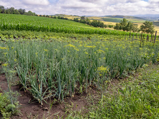 Fototapeta premium Rural Vegetable Garden With Onion Beds and Rolling Hills View