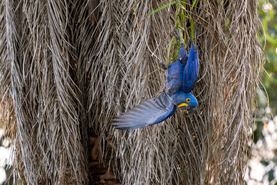 Hyacinth Macaw - Anodorhynchus hyacinthinus, beautiful large blue parrot from South American forests, Pantanal, Brazil.
