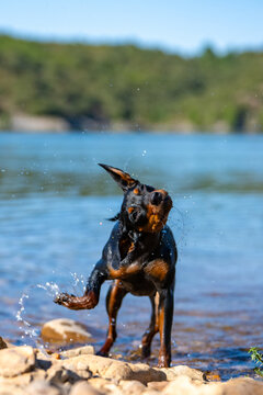 Mini Pinscher Playing and Cooling Down in a River During a Record European Heatwave