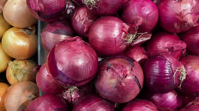 Large, fresh shallots. A detailed close-up video of shallots.