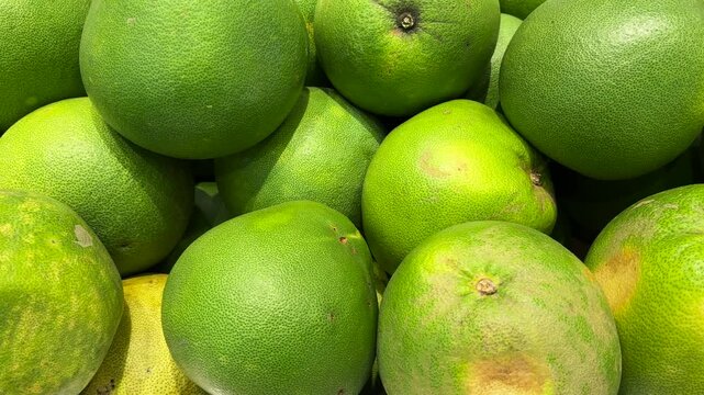 A close-up video showing fresh green pomelos of various sizes. Harvest of premium green pomelos.