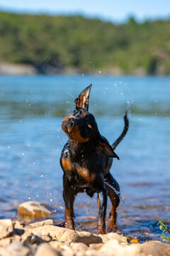 Mini Pinscher Playing and Cooling Down in a River During a Record European Heatwave