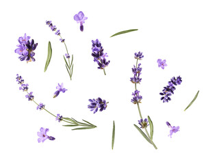 Fototapeta premium Close up macro shot of lavender flower. Levitating delicate lavender on a white background. Minimalist floral concept