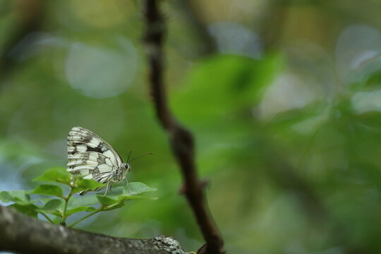 una farfalla melanargia galathea su una foglia in estate