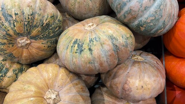 Large, clean, high-quality pumpkins. a pile of pumpkins. Halloween pumpkin