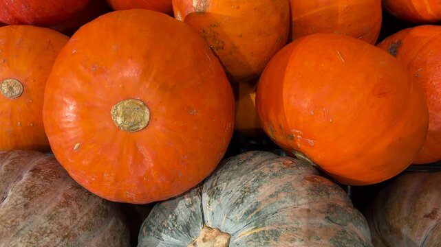 Large, clean, high-quality pumpkins. a pile of pumpkins. Halloween pumpkin. video close up pumpkins.
