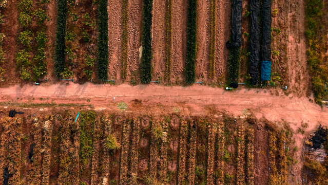 Aerial view showing diverse pineapple crops and agricultural fields