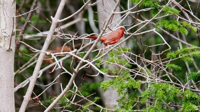 Close Up Red Cardinal Perching On Branch In Nova Scotia Canada Forest Early Spring Wildlife Scene Searching Food Natural Habitat Slow Motion 4K 
