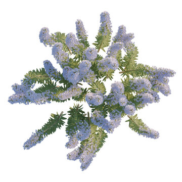 Quercus Robur Fastigiata tree plan, top view, cutout, transparent background, isolate, Aromatic Creeping Thyme Plant with Lavender Flowers - Herb Garden Still Life