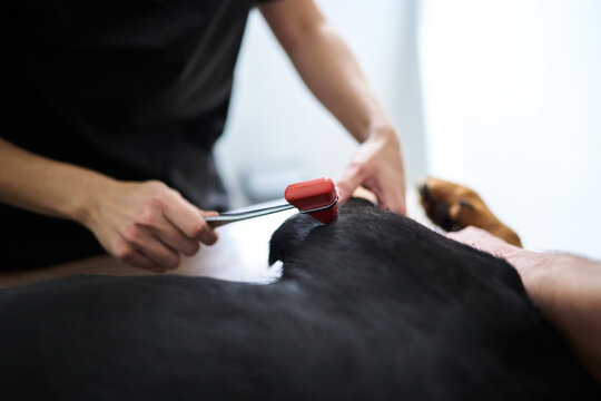 Veterinarian checking dog's reflexes during medical examination