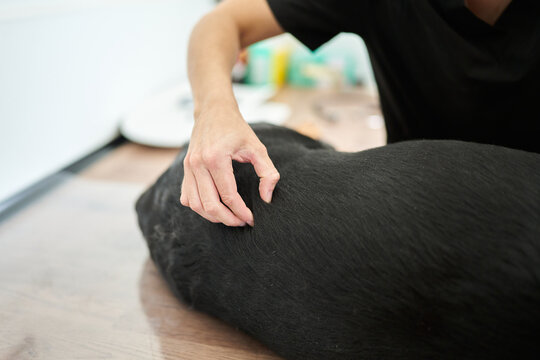Veterinarian checking black dog skin during examination