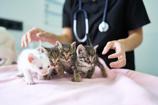 Veterinarian checking on adorable kittens during a medical examination