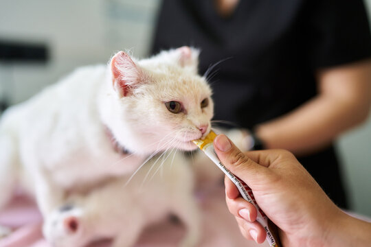 White cat eating treat at veterinary visit