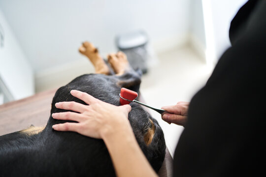 Veterinarian checking dog neurologic reflexes with hammer